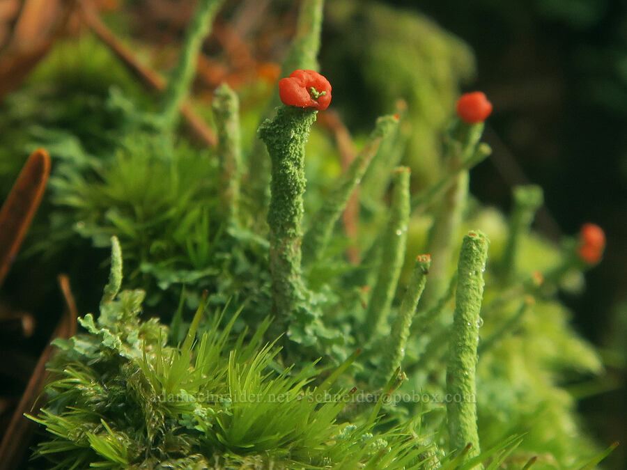 red-tipped Cladonia lichen (Cladonia sp.) [Augspurger Trail, Gifford Pinchot National Forest, Skamania County, Washington]