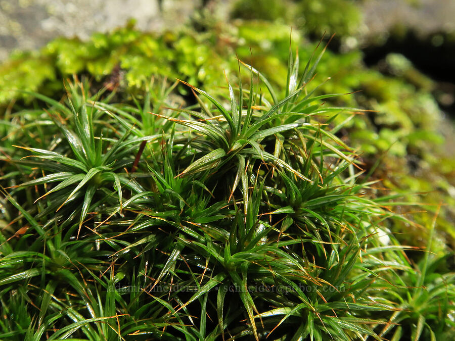 hair-cap moss (Polytrichum sp.) [Augspurger Trail, Gifford Pinchot National Forest, Skamania County, Washington]