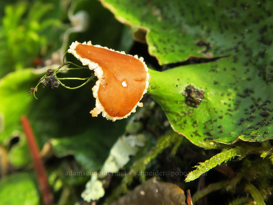 freckled pelt lichen (Peltigera sp.) [Augspurger Trail, Gifford Pinchot National Forest, Skamania County, Washington]
