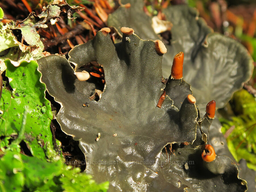 dog lichen (Peltigera sp.) [Augspurger Trail, Gifford Pinchot National Forest, Skamania County, Washington]