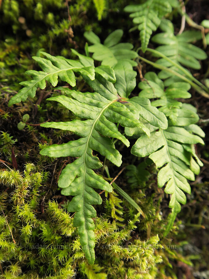 western polypody fern (Polypodium hesperium) [Augspurger Trail, Gifford Pinchot National Forest, Skamania County, Washington]