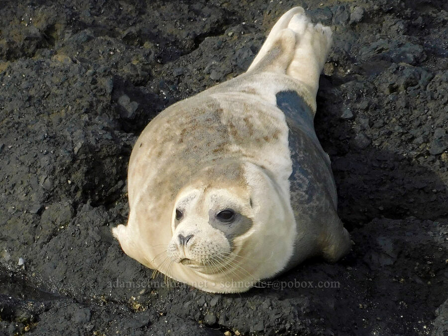 harbor seal pup (Phoca vitulina) [Quarry Cove, Yaquina Head Outstanding Natural Area, Lincoln County, Oregon]