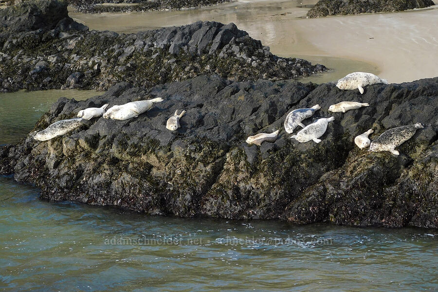 harbor seals (Phoca vitulina) [Quarry Cove, Yaquina Head Outstanding Natural Area, Lincoln County, Oregon]
