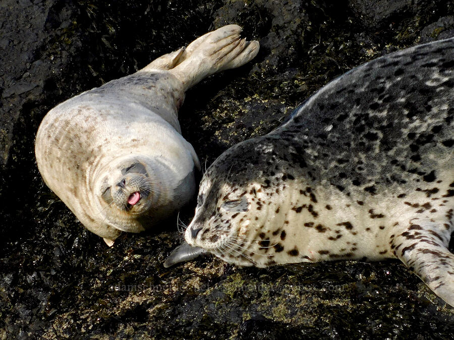 harbor seals (Phoca vitulina) [Quarry Cove, Yaquina Head Outstanding Natural Area, Lincoln County, Oregon]