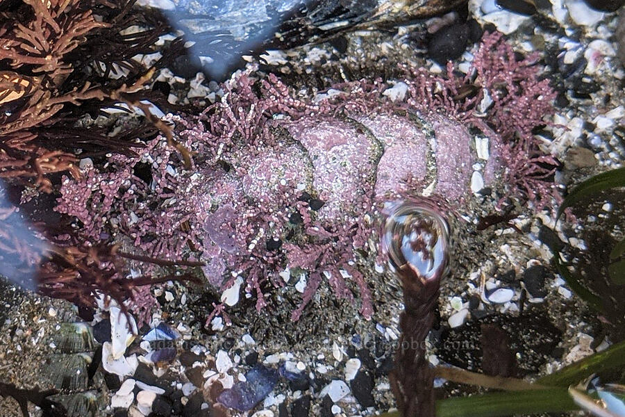 mossy chiton covered in coralline algae (Mopalia muscosa) [Cobble Beach, Yaquina Head Outstanding Natural Area, Lincoln County, Oregon]