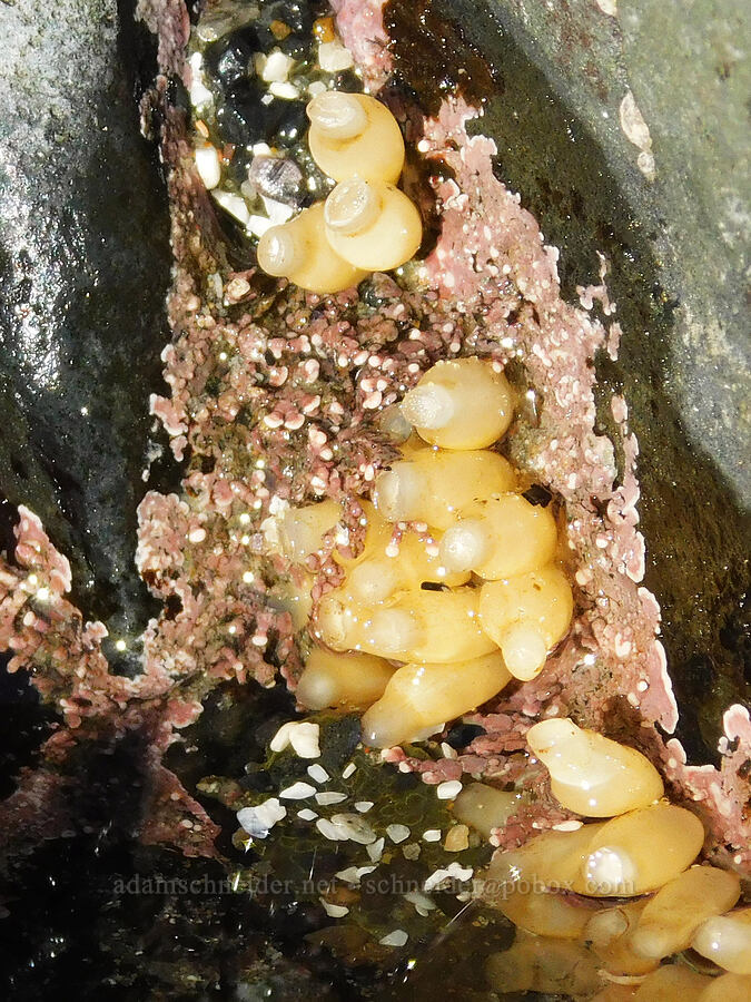 striped dogwinkle egg capsules (Nucella ostrina) [Cobble Beach, Yaquina Head Outstanding Natural Area, Lincoln County, Oregon]