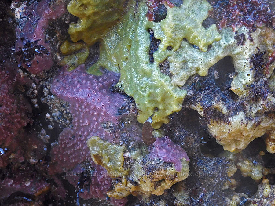 purple and yellow encrusting sponges (Haliclona cinerea (Halichondria cinerea), Halichondria panicea) [Cobble Beach, Yaquina Head Outstanding Natural Area, Lincoln County, Oregon]