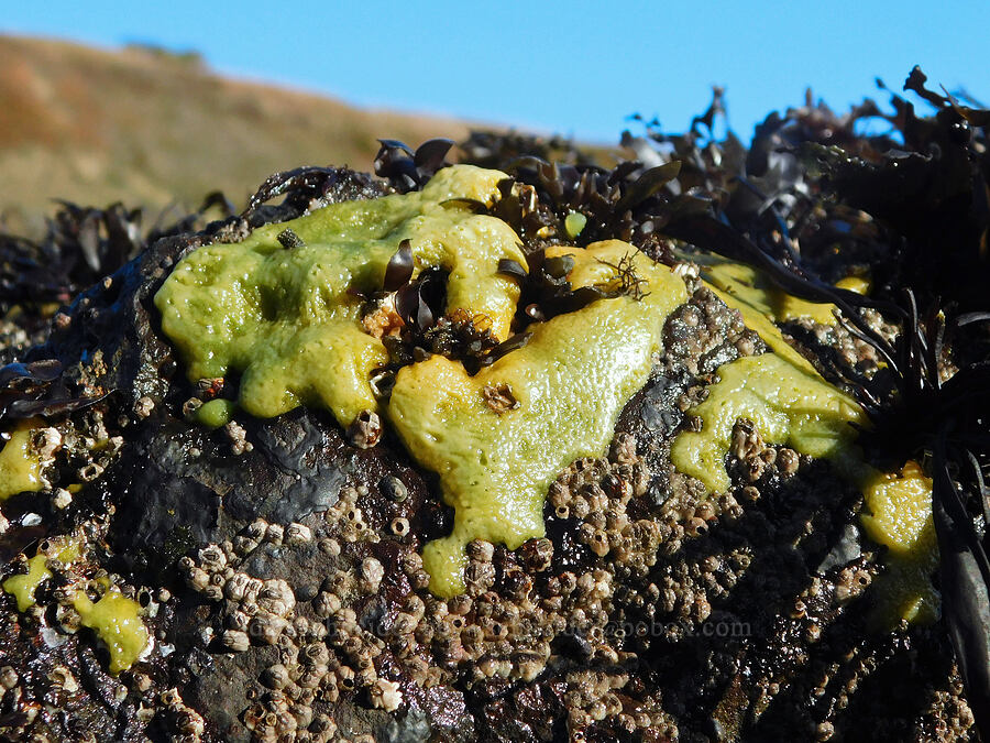 yellow encrusting sponge (bread-crumb sponge) (Halichondria panicea) [Cobble Beach, Yaquina Head Outstanding Natural Area, Lincoln County, Oregon]