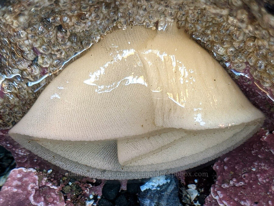 nudibranch egg mass (Doris montereyensis (Archidoris montereyensis)) [Cobble Beach, Yaquina Head Outstanding Natural Area, Lincoln County, Oregon]