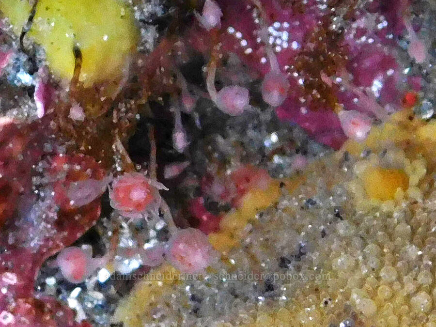 tiny hydrozoans (Ectopleura sp.) [Cobble Beach, Yaquina Head Outstanding Natural Area, Lincoln County, Oregon]