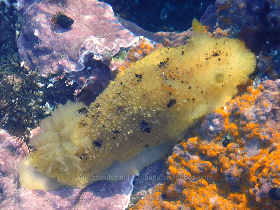 Monterey sea-lemon (nudibranch) (Doris montereyensis (Archidoris montereyensis)) [Cobble Beach, Yaquina Head Outstanding Natural Area, Lincoln County, Oregon]
