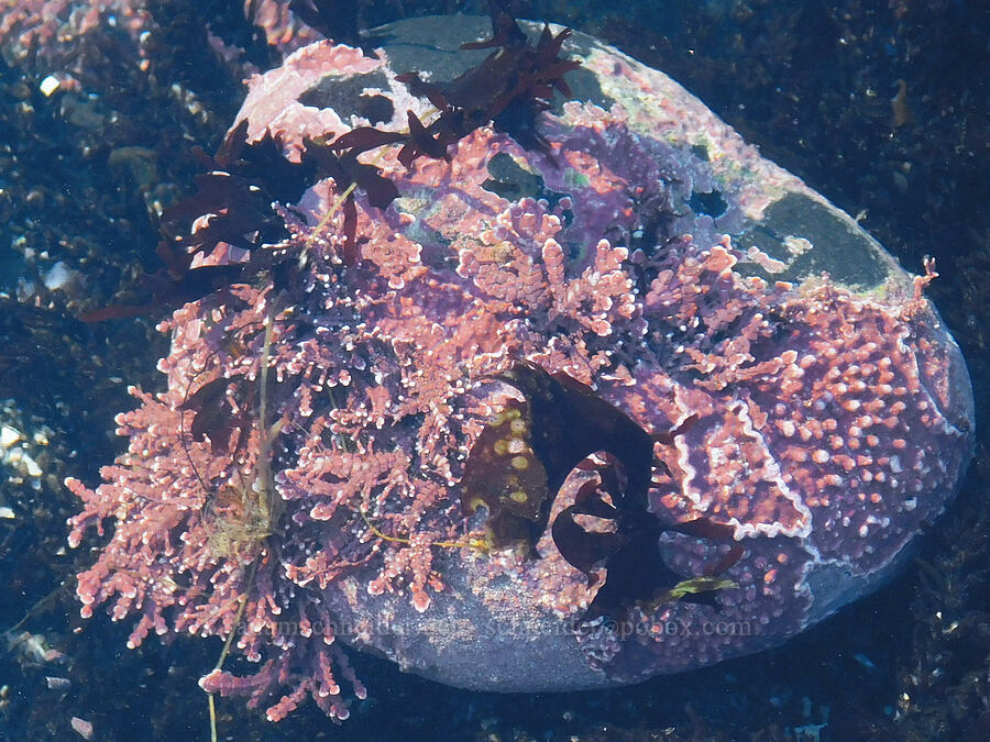 coralline algae (Calliarthron tuberculosum) [Cobble Beach, Yaquina Head Outstanding Natural Area, Lincoln County, Oregon]