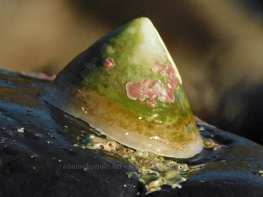white-cap limpet (Acmaea mitra) [Cobble Beach, Yaquina Head Outstanding Natural Area, Lincoln County, Oregon]