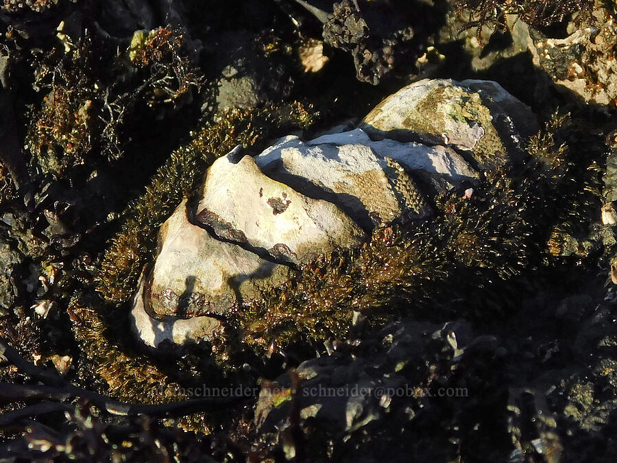 mossy chiton (Mopalia muscosa) [Cobble Beach, Yaquina Head Outstanding Natural Area, Lincoln County, Oregon]