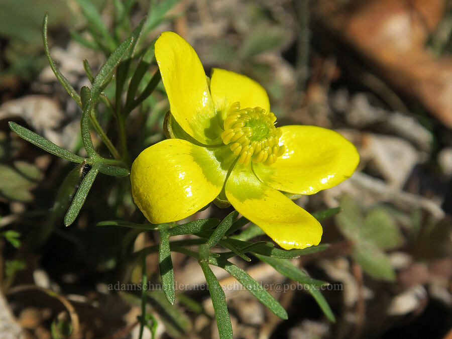 Dalles Mountain buttercup (Ranunculus triternatus (Ranunculus reconditus)) [Columbia Hills State Park, Klickitat County, Washington]