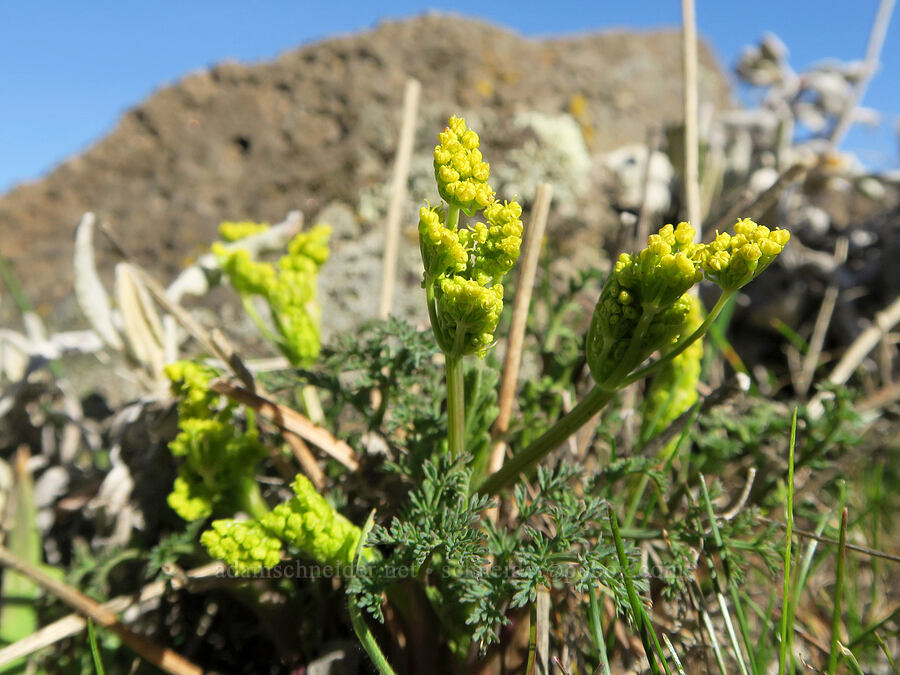 pungent desert parsley, budding (Lomatium papilioniferum (Lomatium grayi)) [Columbia Hills State Park, Klickitat County, Washington]