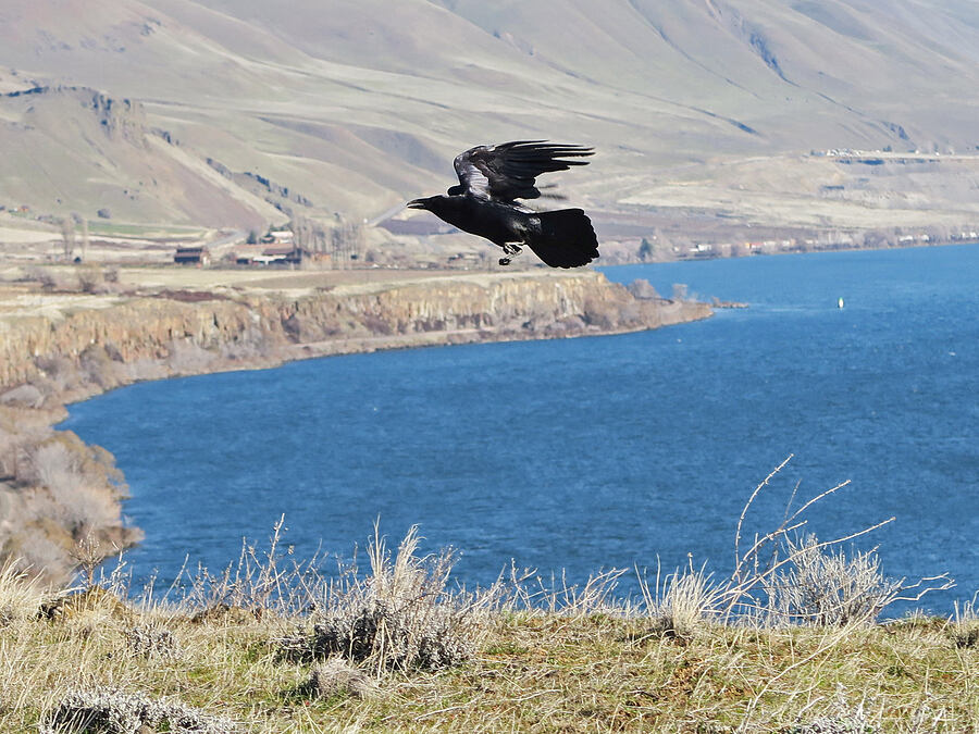 raven (Corvus corax) [Columbia Hills State Park, Klickitat County, Washington]