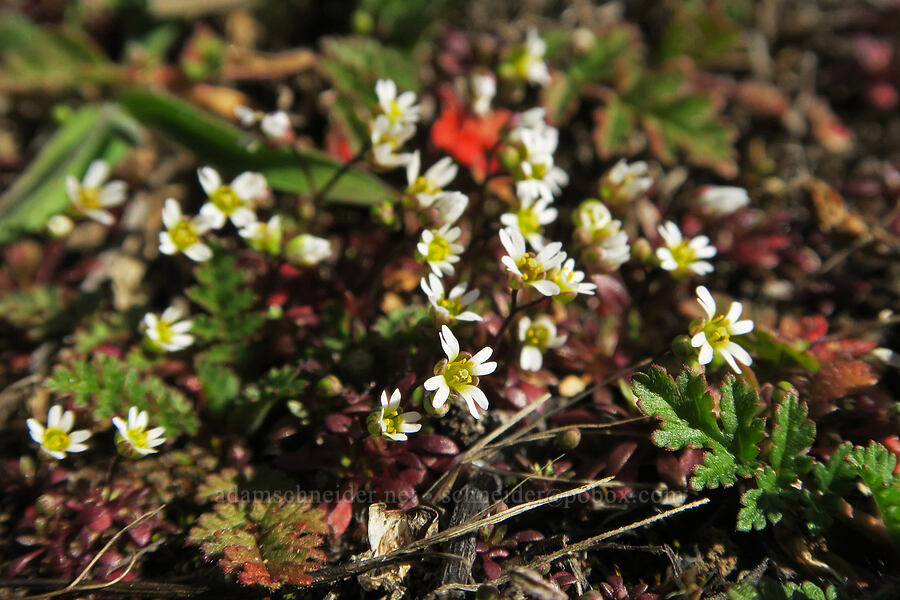 spring draba (Draba verna) [Columbia Hills State Park, Klickitat County, Washington]