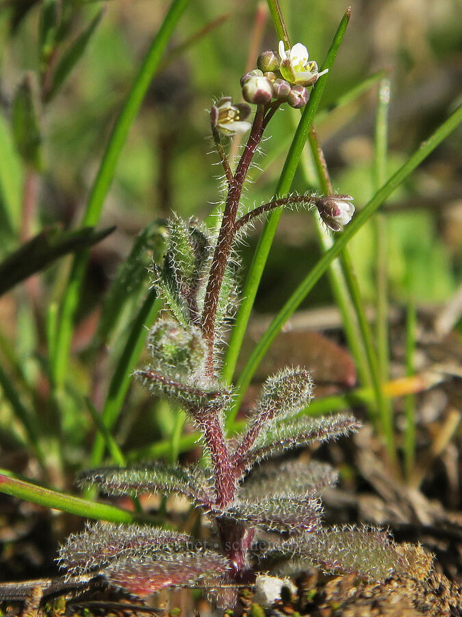 common sandweed (Athysanus pusillus (Thysanocarpus pusillus)) [Columbia Hills State Park, Klickitat County, Washington]