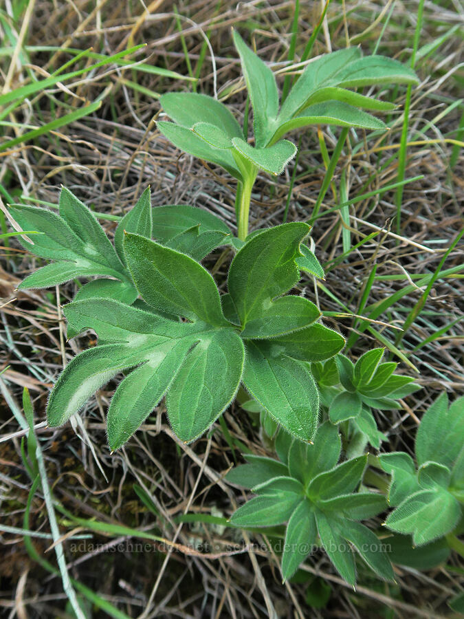 ball-head waterleaf, budding (Hydrophyllum capitatum var. thompsonii) [Columbia Hills State Park, Klickitat County, Washington]