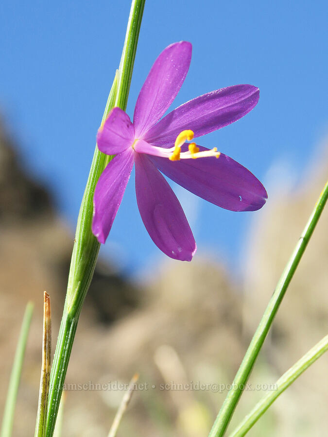 grass-widow (Olsynium douglasii) [Columbia Hills State Park, Klickitat County, Washington]