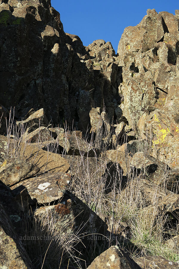 western poison-ivy sticks (Toxicodendron rydbergii (Rhus rydbergii)) [Horsethief Butte, Klickitat County, Washington]