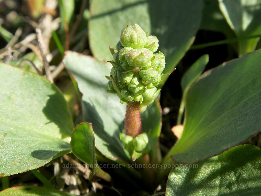 brittle-leaf saxifrage, budding (Micranthes fragosa (Saxifraga integrifolia var. claytoniifolia)) [Horsethief Butte, Klickitat County, Washington]