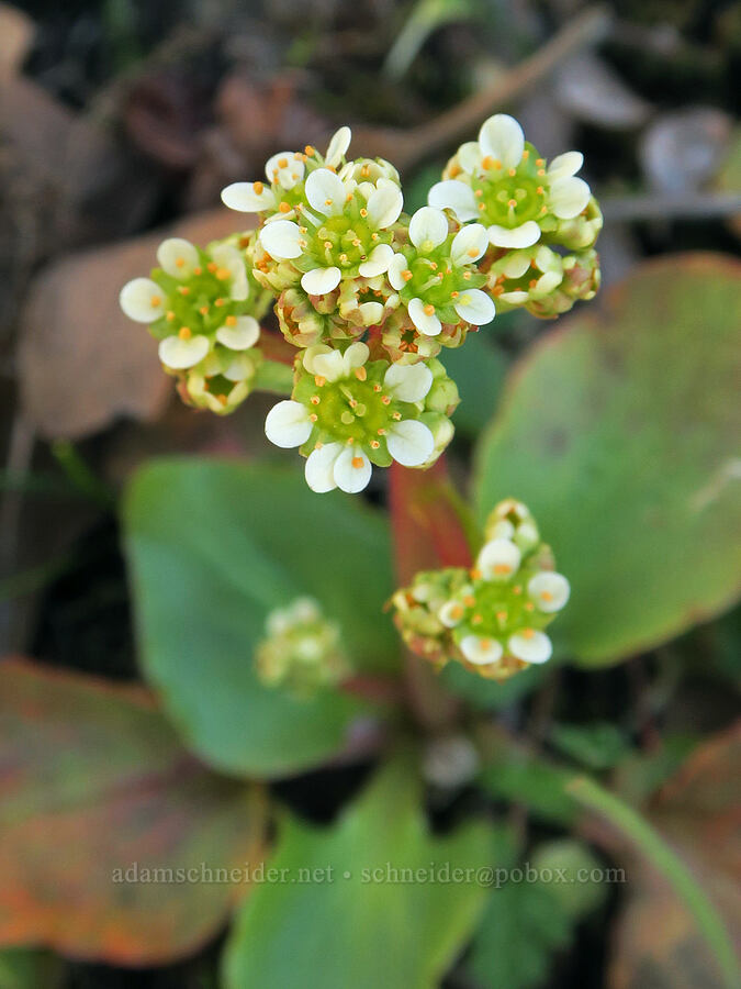 brittle-leaf saxifrage (Micranthes fragosa (Saxifraga integrifolia var. claytoniifolia)) [Doug's Beach State Park, Klickitat County, Washington]