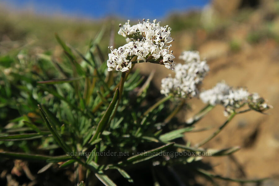 Gorman's desert parsley (salt-and-pepper) (Lomatium gormanii) [Doug's Beach State Park, Klickitat County, Washington]