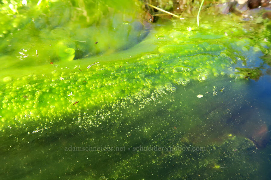 bright green algae [Doug's Beach State Park, Klickitat County, Washington]