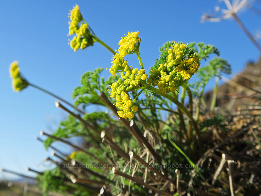 pungent desert parsley, budding (Lomatium papilioniferum (Lomatium grayi)) [Doug's Beach State Park, Klickitat County, Washington]