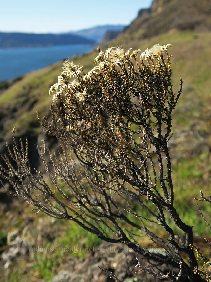 last year's Columbia goldenweed (Ericameria resinosa (Haplopappus resinosus)) [Doug's Beach State Park, Klickitat County, Washington]