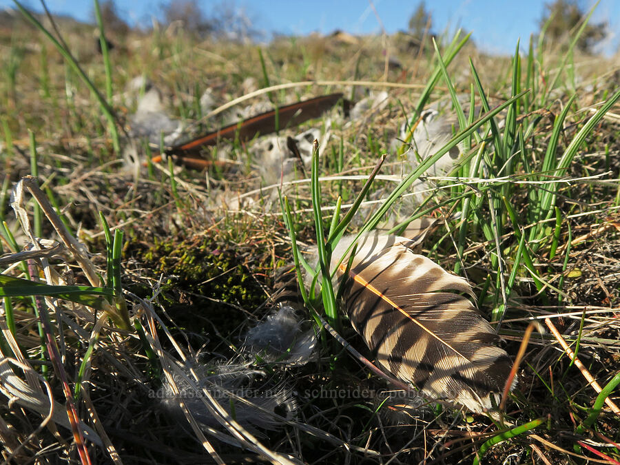 flicker feathers (Colaptes auratus) [Catherine Creek, Klickitat County, Washington]