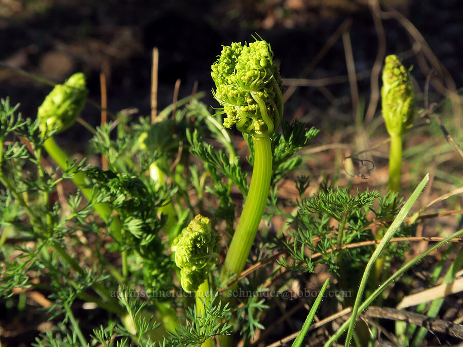 Klickitat desert parsley, budding (Lomatium klickitatense (Lomatium grayi)) [Catherine Creek, Klickitat County, Washington]