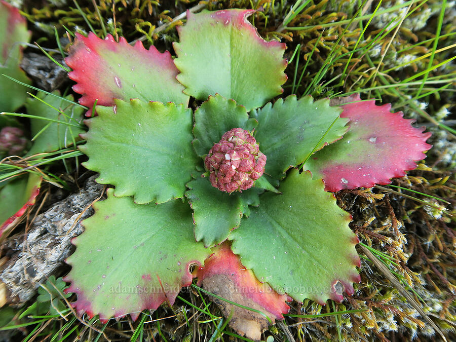 rusty-hair saxifrage, budding (Micranthes rufidula (Saxifraga occidentalis ssp. rufidula)) [Catherine Creek, Klickitat County, Washington]