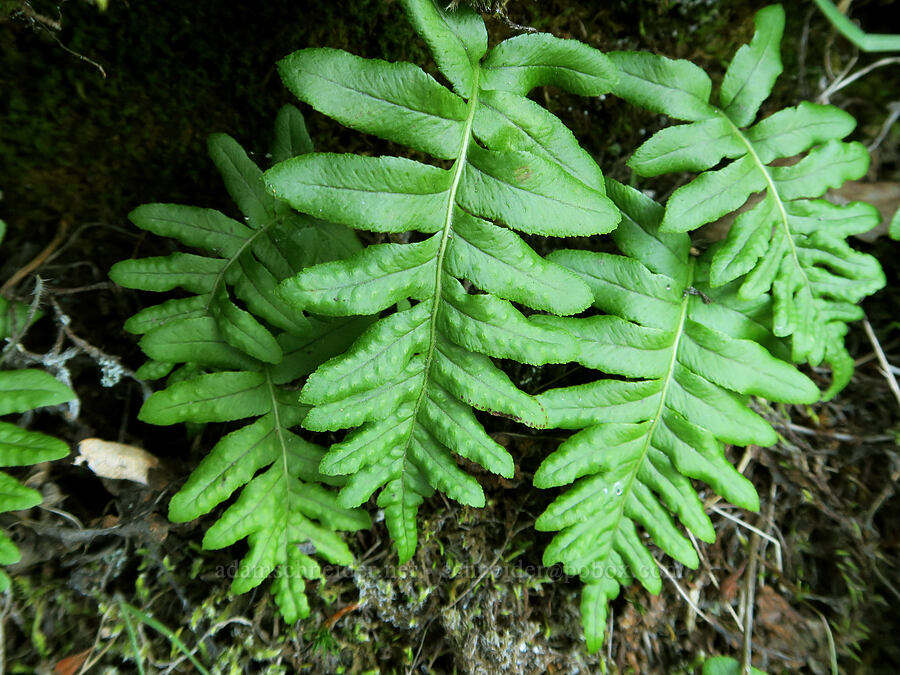 western polypody fern (Polypodium hesperium) [The Labyrinth, Klickitat County, Washington]