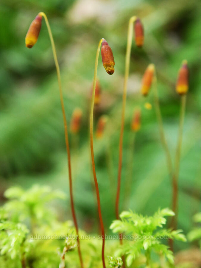 Menzies' tree moss (male sporophytes) (Leucolepis acanthoneura (Leucolepis menziesii)) [Shotgun Creek Recreation Site, Lane County, Oregon]