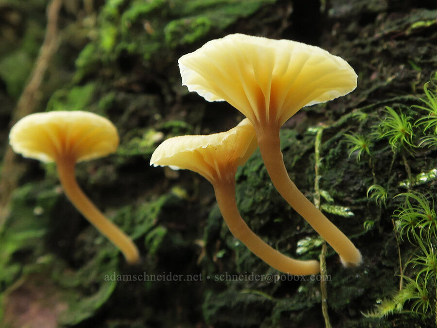 lichen agaric mushrooms (Lichenomphalia umbellifera) [Shotgun Creek Recreation Site, Lane County, Oregon]