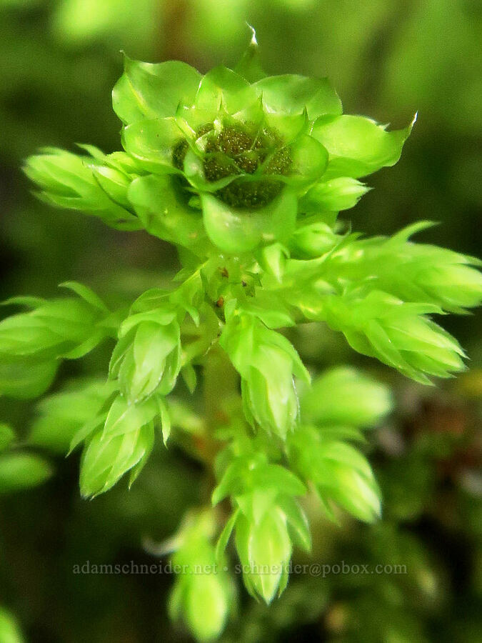 Menzies' tree moss (female gametophytes) (Leucolepis acanthoneura (Leucolepis menziesii)) [Shotgun Creek Recreation Site, Lane County, Oregon]