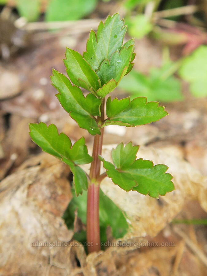 water parsley leaf (Oenanthe sarmentosa) [Shotgun Creek Recreation Site, Lane County, Oregon]