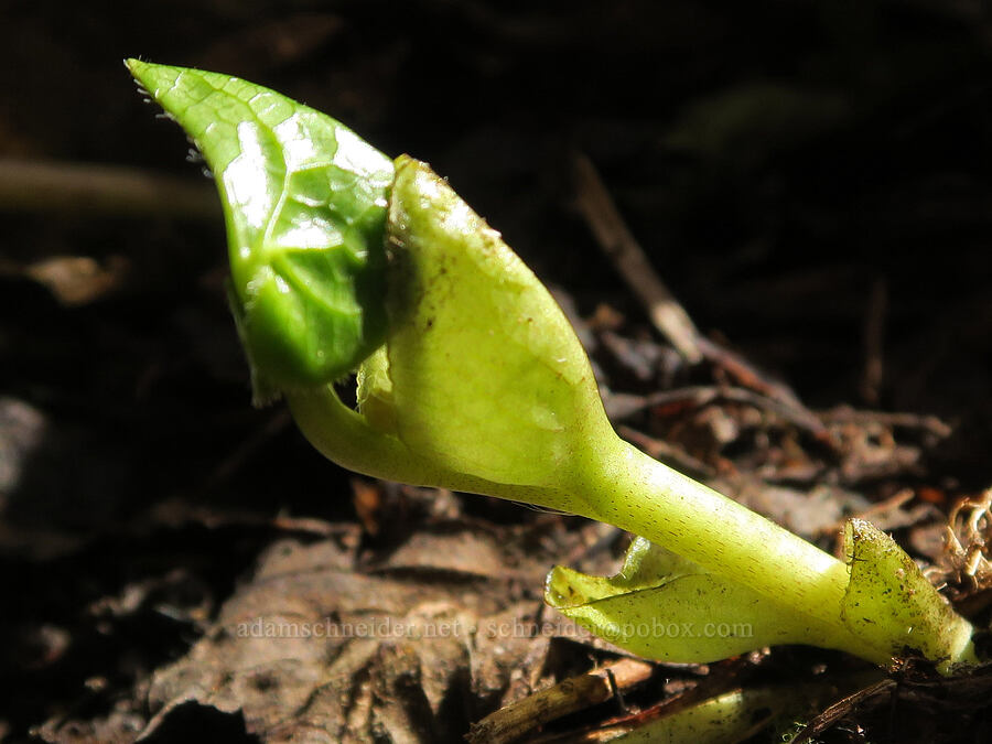 wild ginger leaf bud (Asarum caudatum) [Shotgun Creek Recreation Site, Lane County, Oregon]