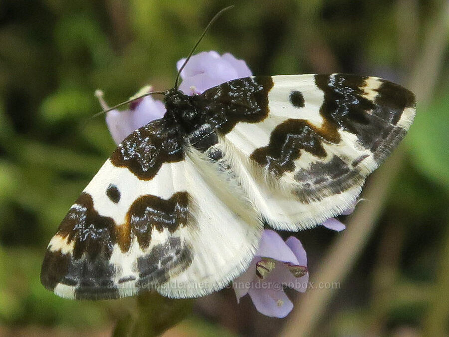western white-ribboned carpet moth (Mesoleuca gratulata) [Shotgun Creek Recreation Site, Lane County, Oregon]