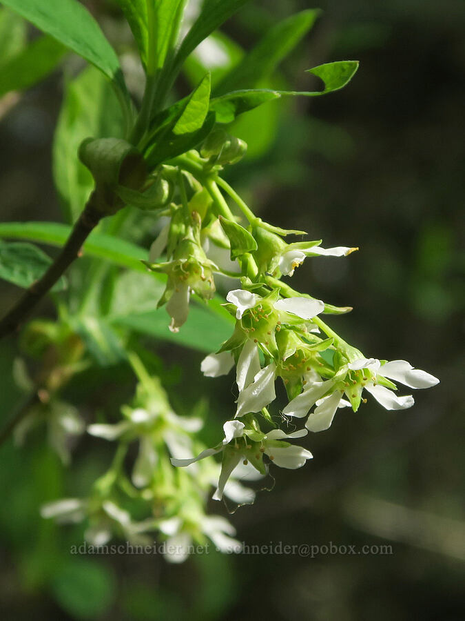 Indian plum (osoberry) flowers (Oemleria cerasiformis) [Shotgun Creek Recreation Site, Lane County, Oregon]