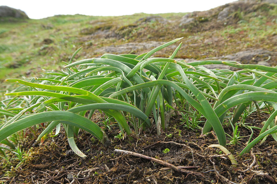 Olympic onion leaves (Allium crenulatum) [Horse Rock Ridge, Linn County, Oregon]