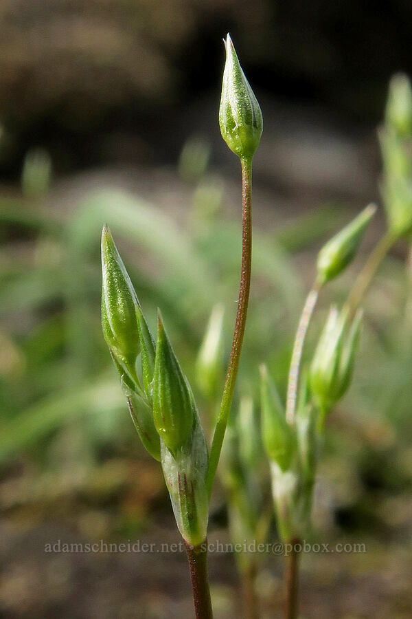 shining starwort, budding (Stellaria nitens (Stellaria praecox)) [Horse Rock Ridge, Linn County, Oregon]
