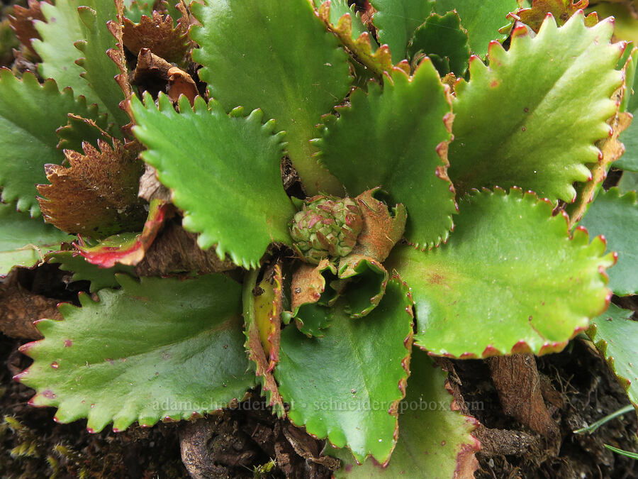 rusty-hair saxifrage, budding (Micranthes rufidula (Saxifraga occidentalis ssp. rufidula)) [Horse Rock Ridge, Linn County, Oregon]