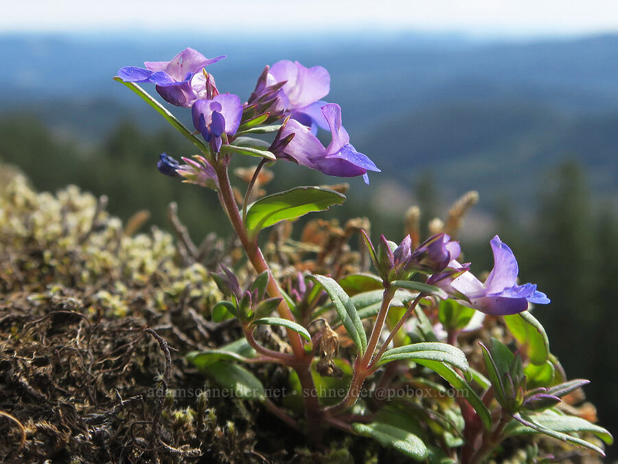 small-flowered blue-eyed-Mary (Collinsia parviflora) [Horse Rock Ridge, Linn County, Oregon]