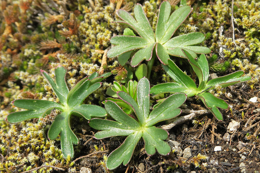 larkspur leaves (Delphinium sp.) [Horse Rock Ridge, Linn County, Oregon]