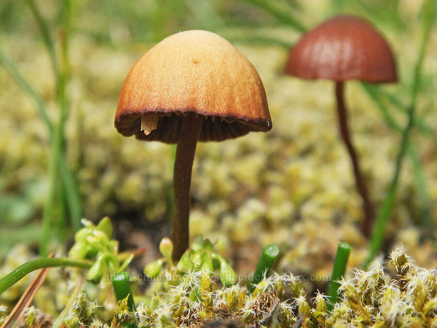 small brown mushrooms [Horse Rock Ridge, Linn County, Oregon]