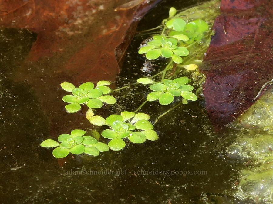 water-starwort (Callitriche sp.) [Horse Rock Ridge, Linn County, Oregon]